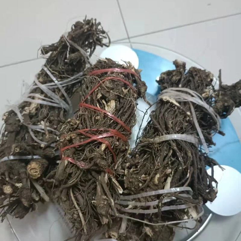 丽江野生当归（秦归）