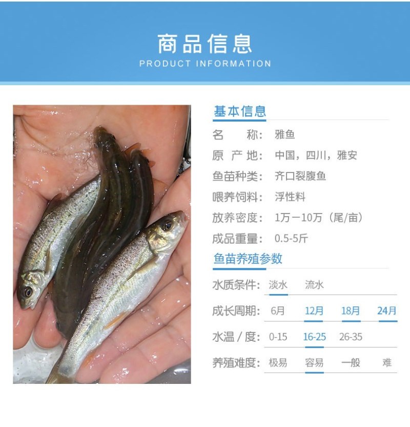 四川眉山天贵水产雅鱼苗规格齐全品质很好欢迎前来考察
