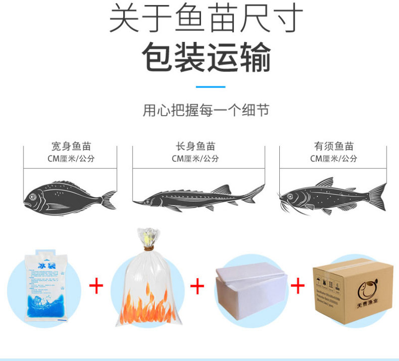 四川眉山天贵水产雅鱼苗规格齐全品质很好欢迎前来考察