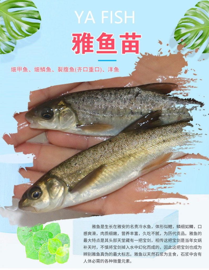 四川眉山天贵水产雅鱼苗规格齐全品质很好欢迎前来考察