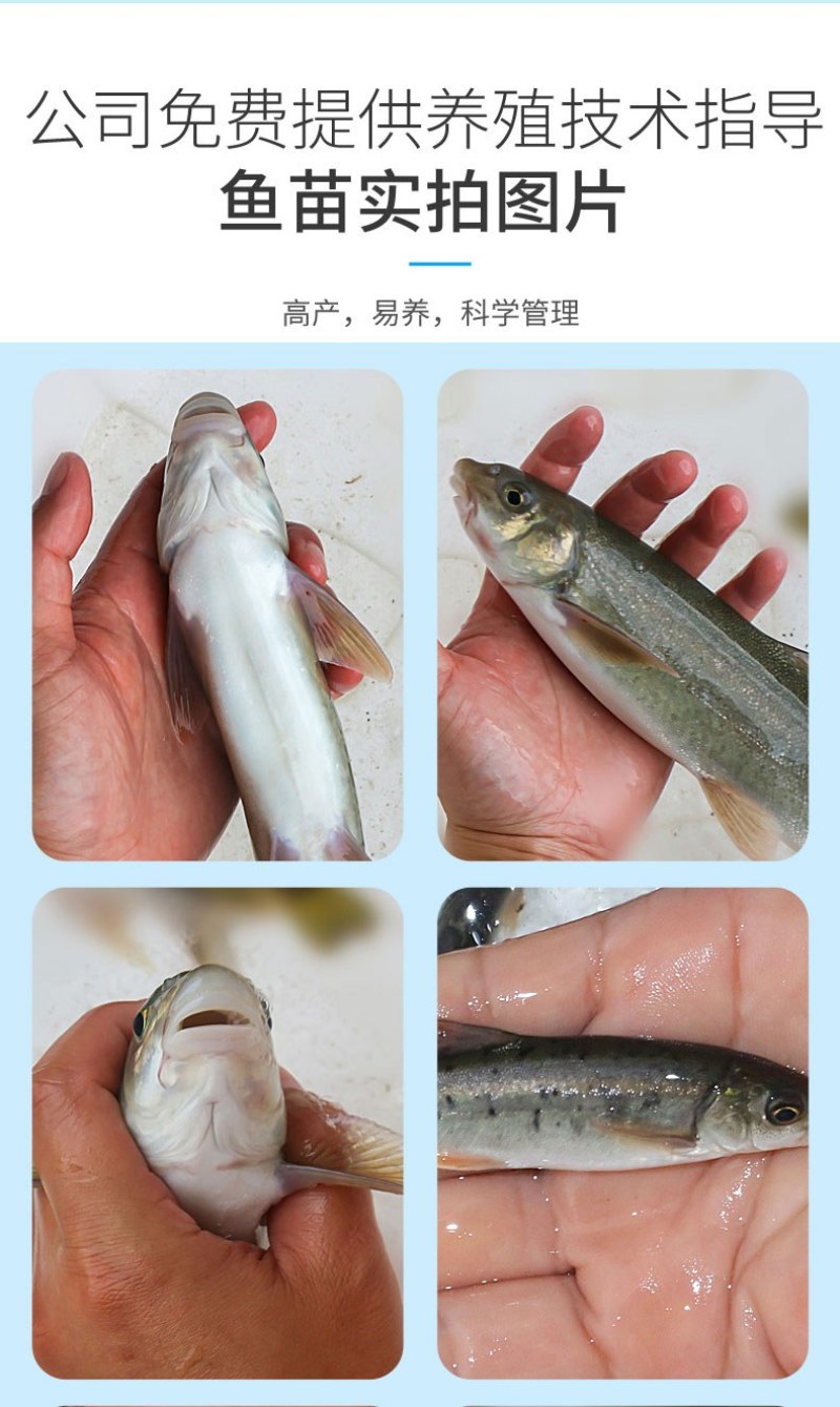 四川眉山天贵水产雅鱼苗规格齐全品质很好欢迎前来考察