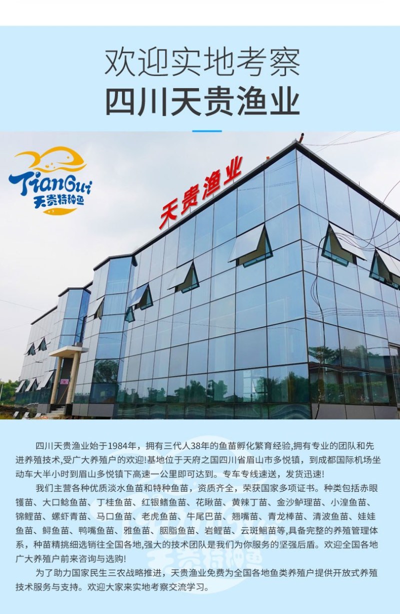 四川眉山天贵水产雅鱼苗规格齐全品质很好欢迎前来考察