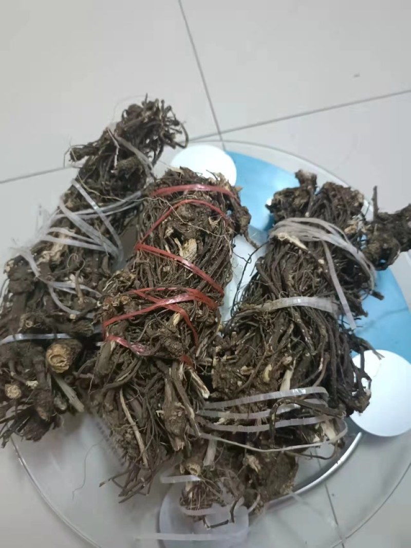丽江野生当归（秦归）