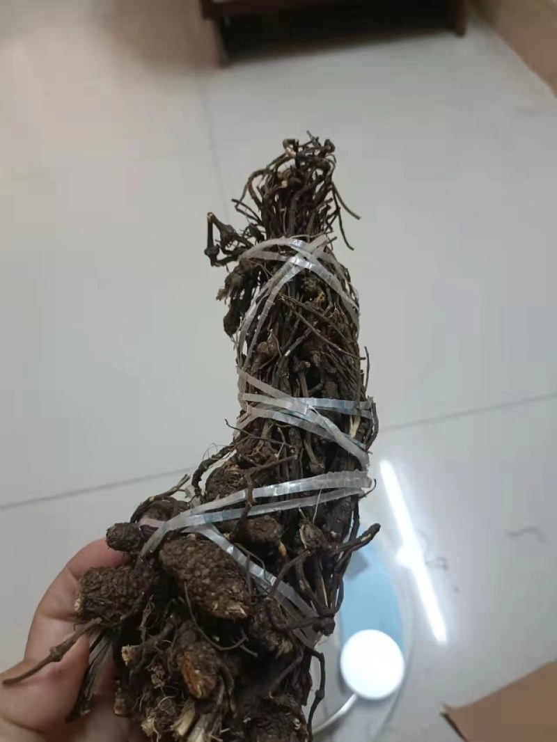 丽江野生当归（秦归）