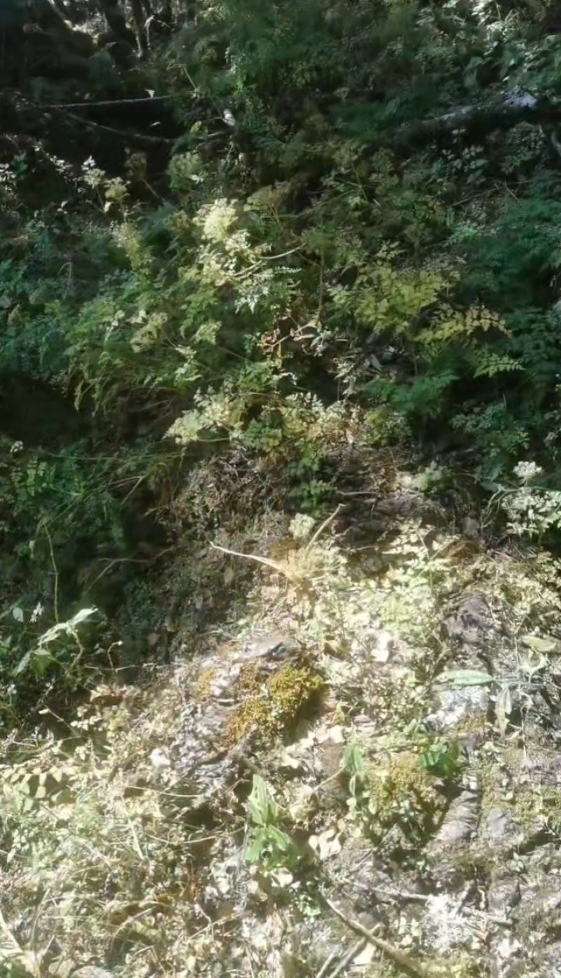 丽江野生当归（秦归）