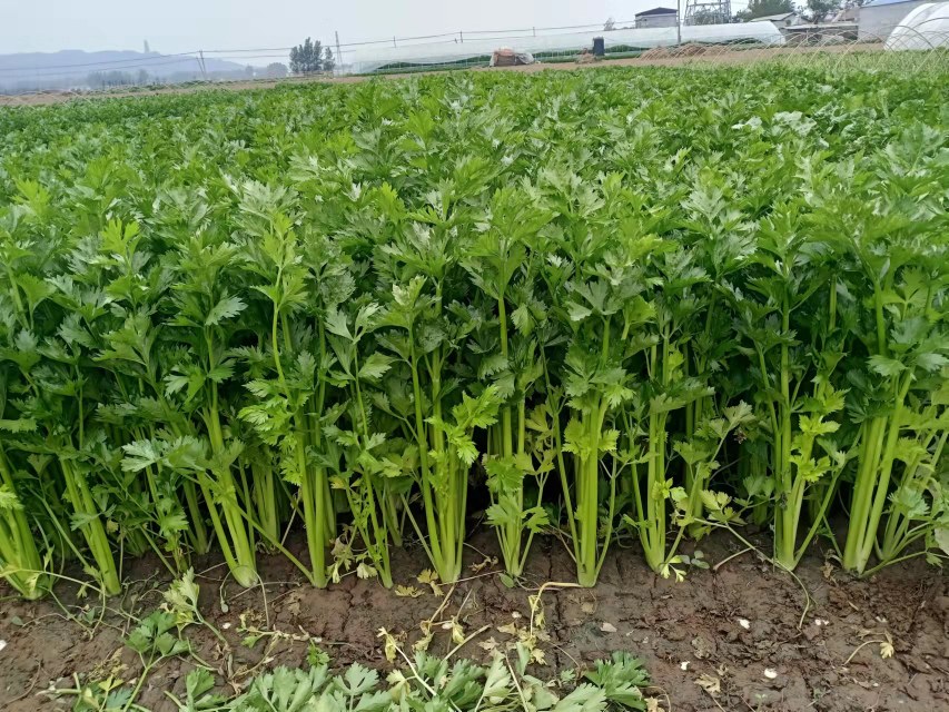 山芹与芹菜植株对比图