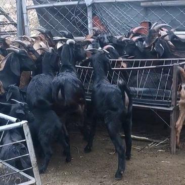 黑山羊，杂交努比亚黑山羊，大量黑山羊肉羊出售