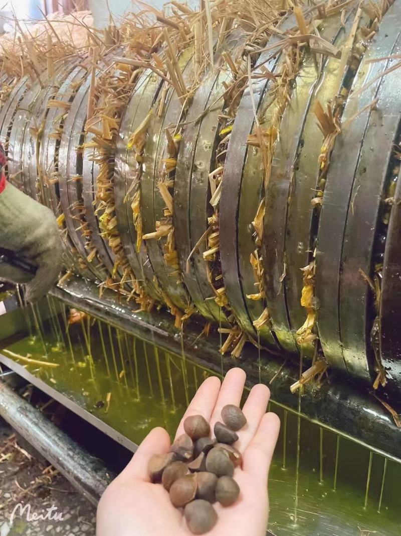 山茶油高山茶油农家茶油产地直销自家茶油