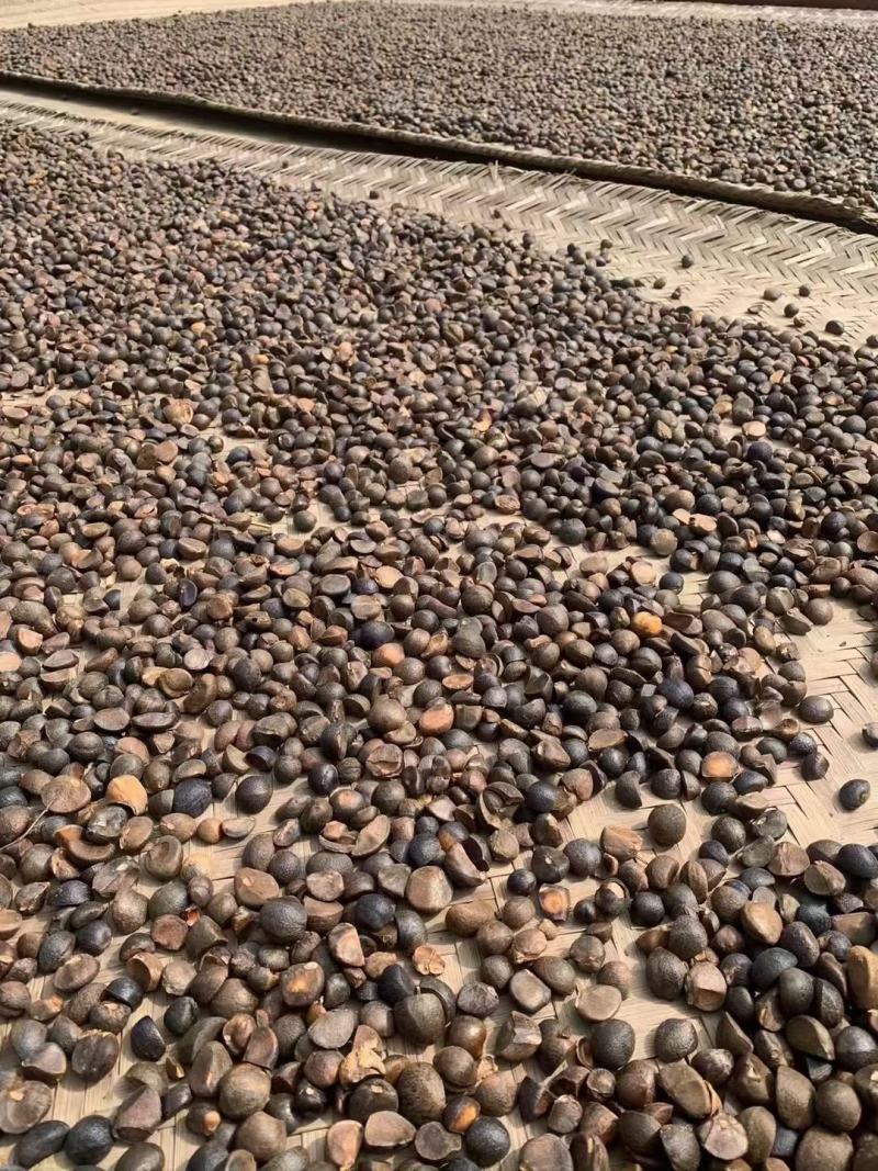 山茶油高山茶油农家茶油产地直销自家茶油