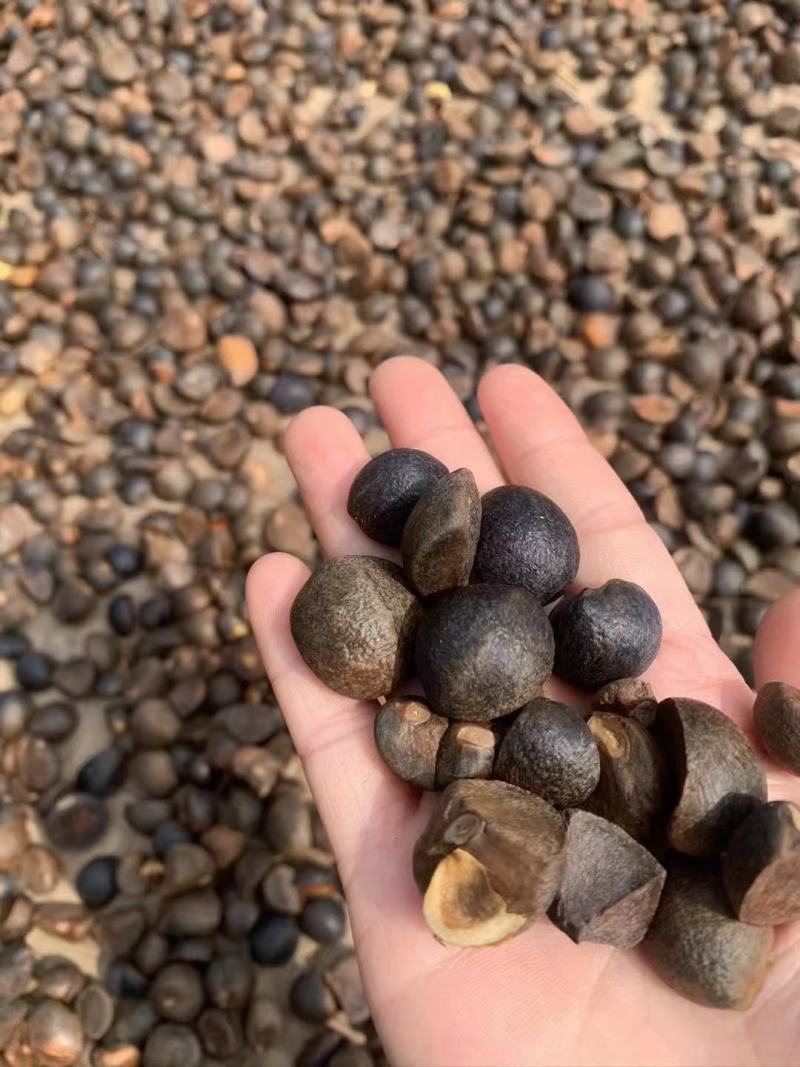 山茶油高山茶油农家茶油产地直销自家茶油