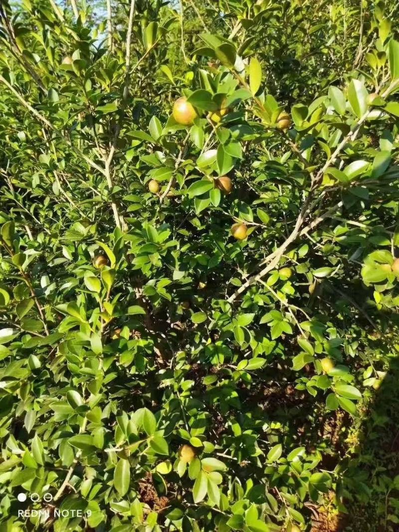 山茶油高山茶油农家茶油产地直销自家茶油
