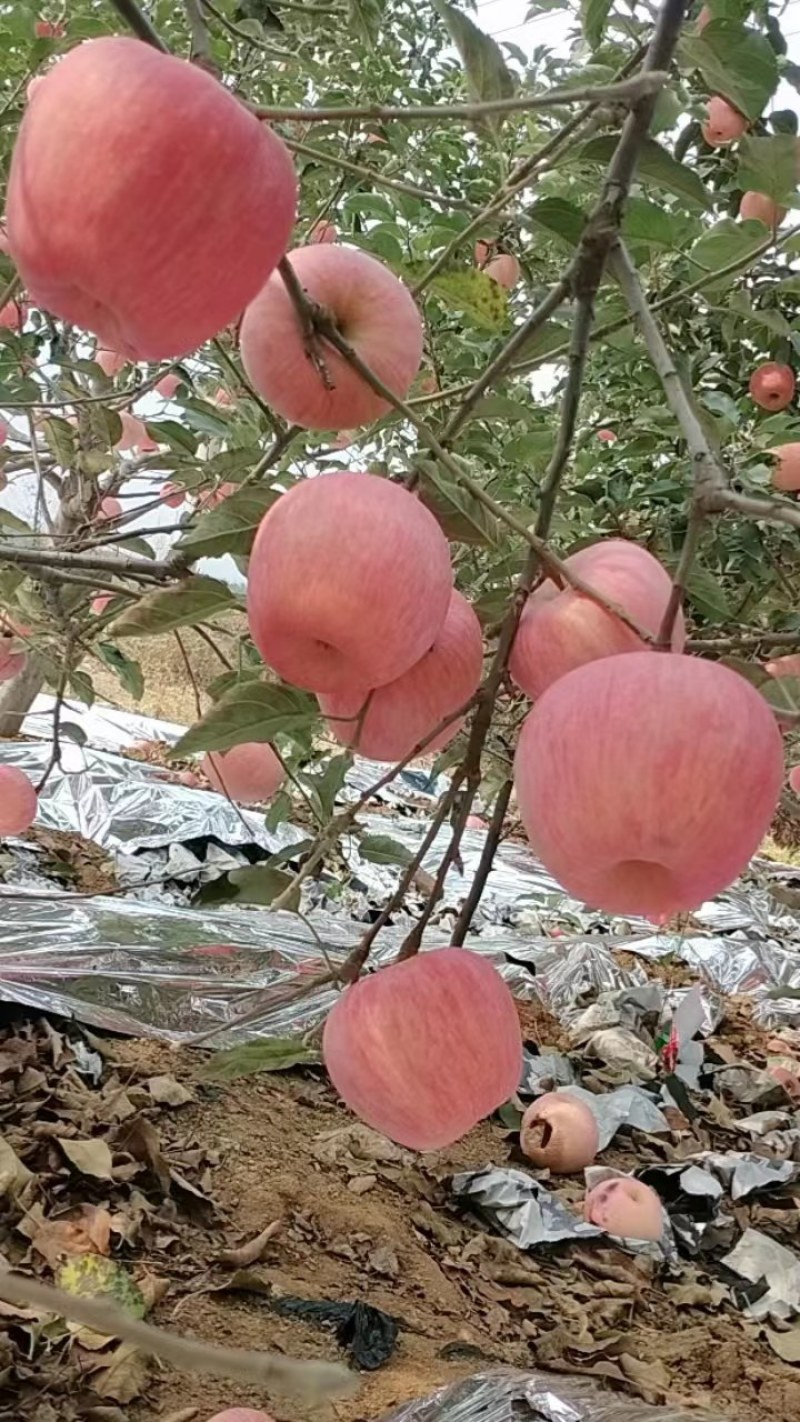 万亩精品红富士苹果，产地，货源充足，果园现采摘，口感脆甜
