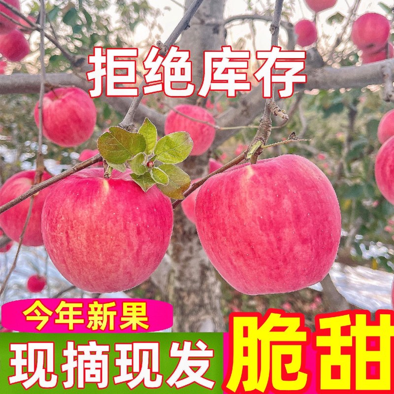 万亩精品红富士苹果，产地，货源充足，果园现采摘，口感脆甜