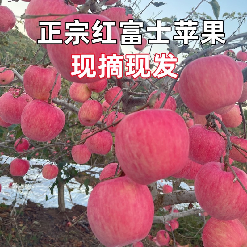 万亩精品红富士苹果，产地，货源充足，果园现采摘，口感脆甜