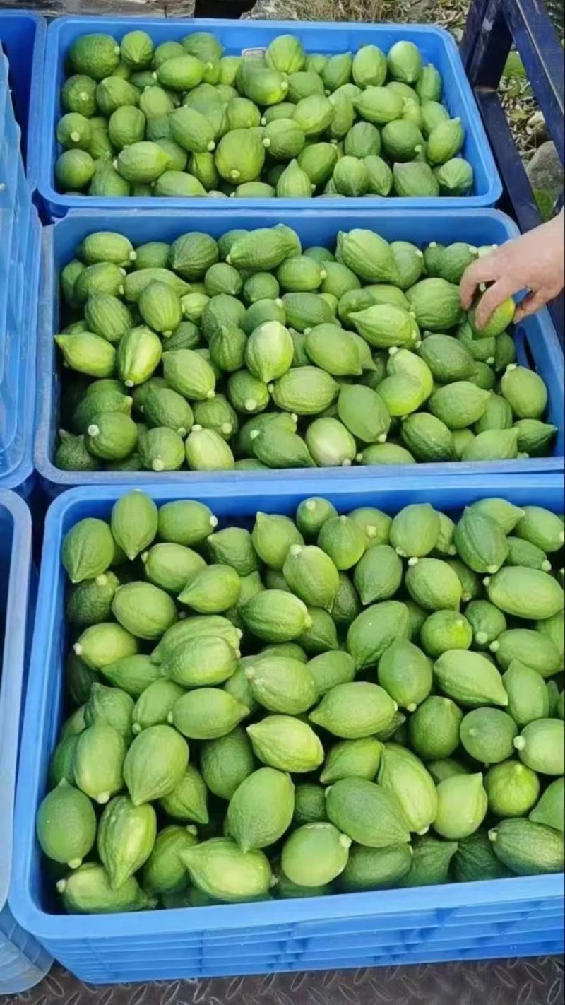 广东无籽香水柠檬