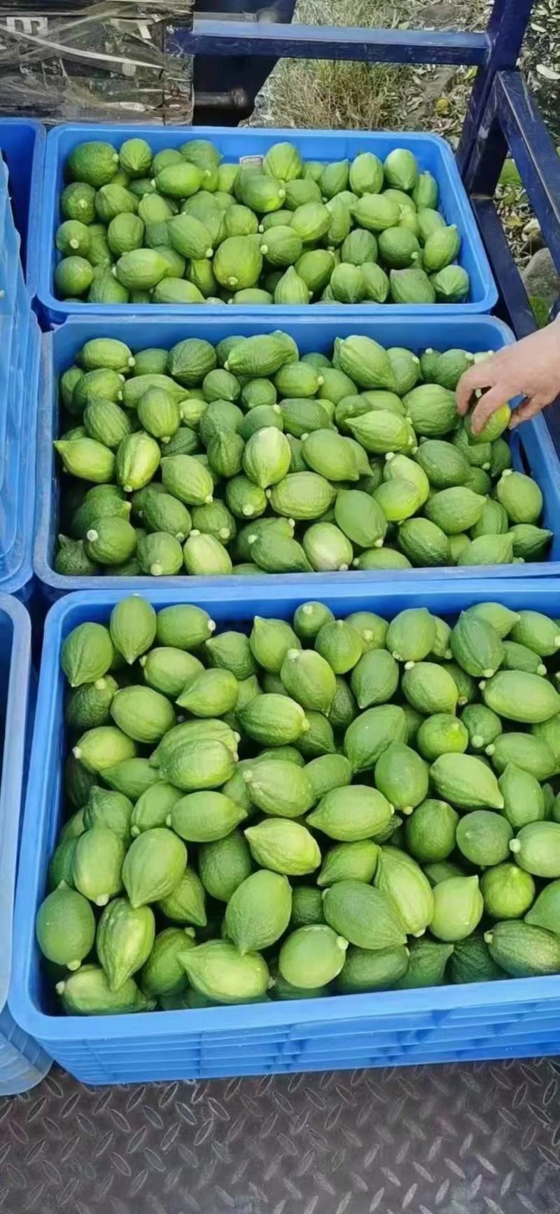 广东无籽香水柠檬