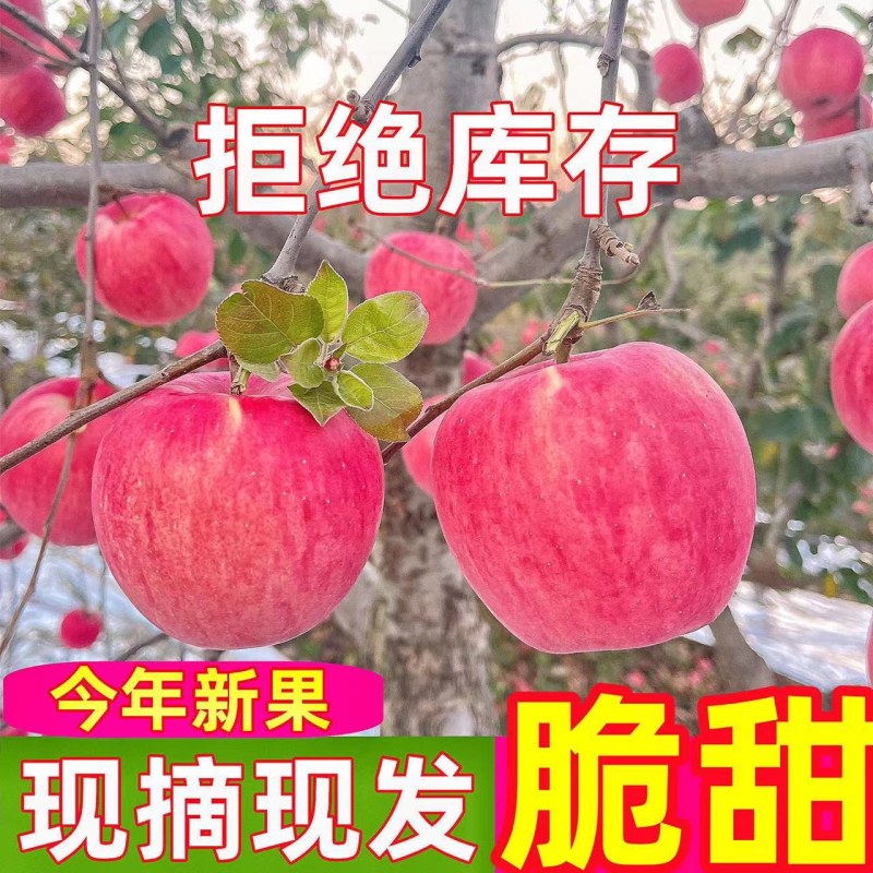 河北苹果品质保证诚信经营欢迎各地老板联系