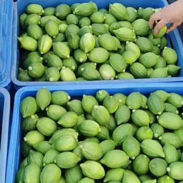 广东无籽香水柠檬