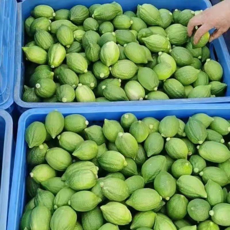 广东无籽香水柠檬