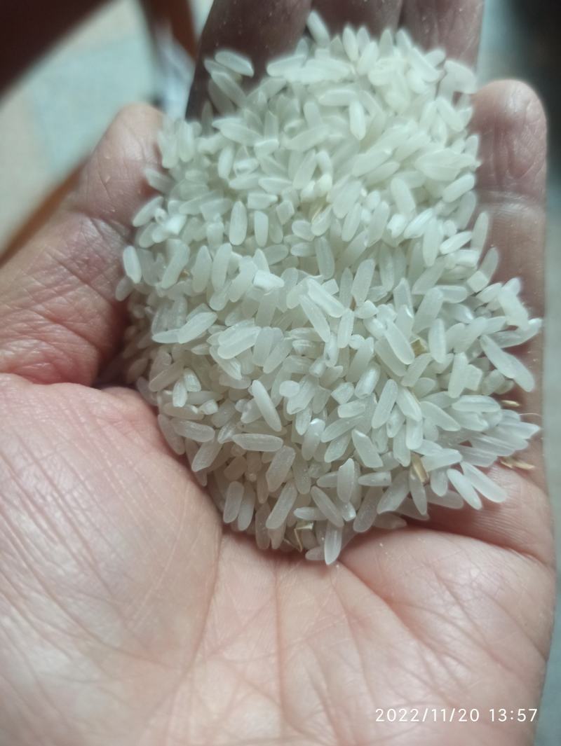 谷子2022年新鲜上市黄花粘，丰良优，米质油亮，软糯香甜