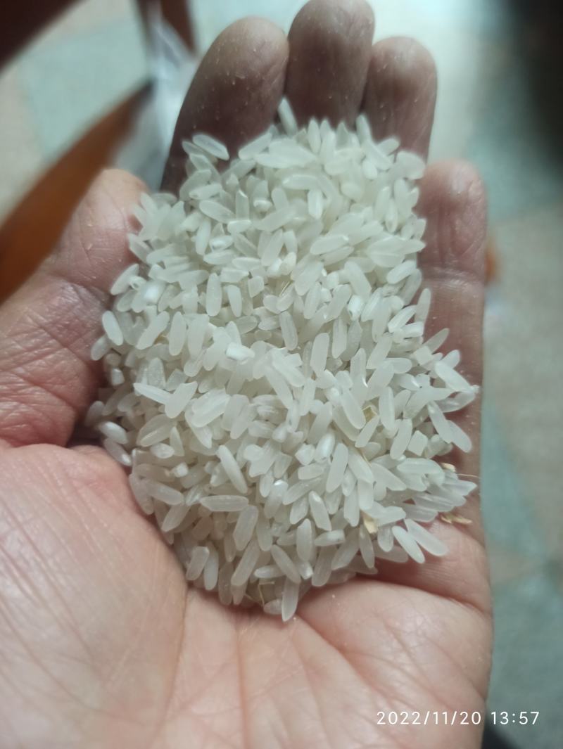谷子2022年新鲜上市黄花粘，丰良优，米质油亮，软糯香甜