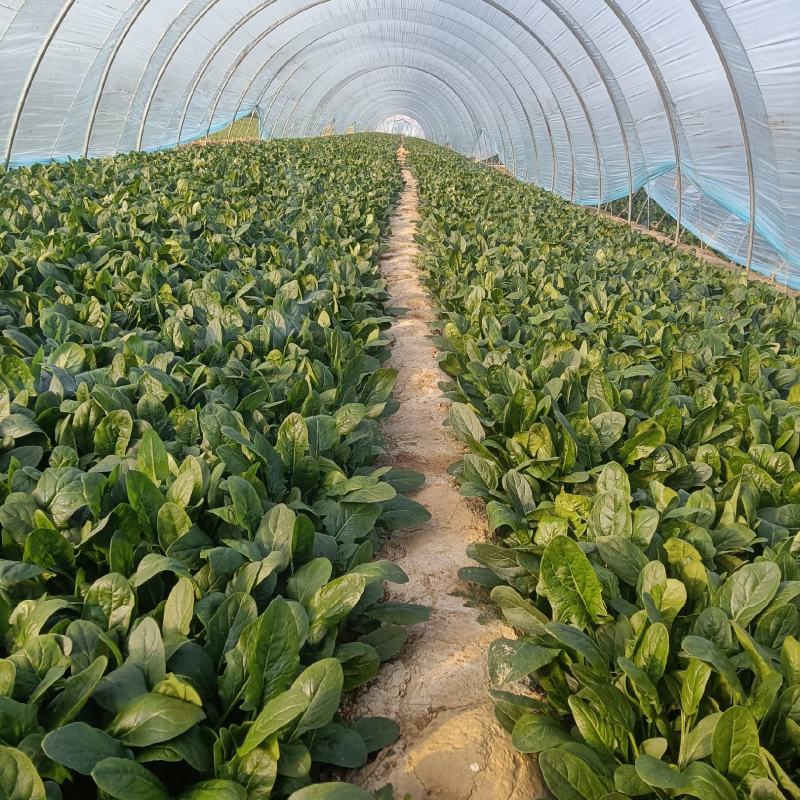 一级菠菜
