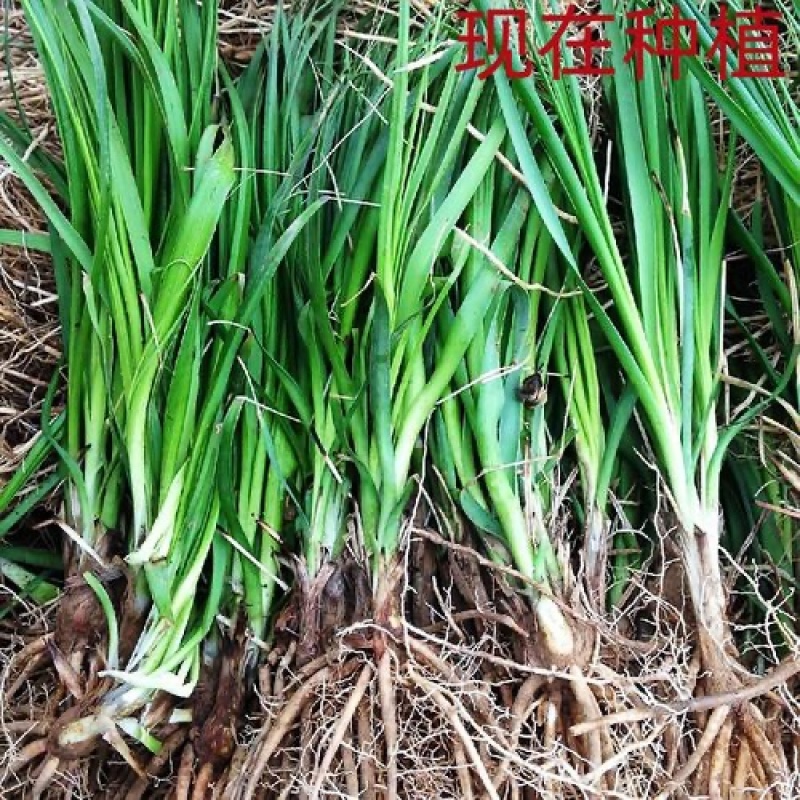 【牛商店长推荐】知母种苗包技术包回收包存活