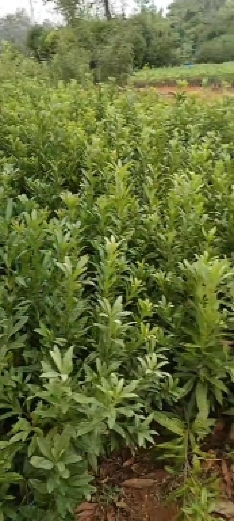 杨梅苗，杨梅小苗，杨梅实生苗，苗圃供应，可视频看苗起苗。