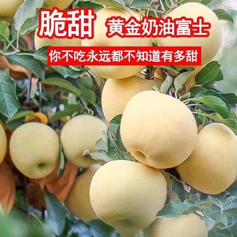 河北黄元帅苹果品质保证诚信经营欢迎老板联系接商超市场电商