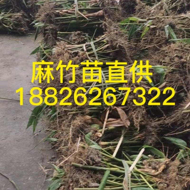 麻竹笋大苗麻竹苗竹苗基地直供数量有限