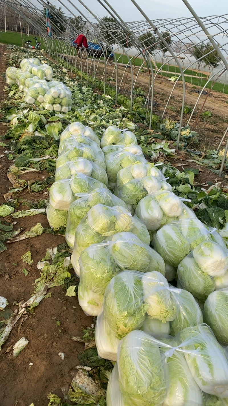 河南鹿邑黄心大白菜量大从优