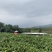 英德红茶英红九号性价比红茶1959英红九号秋茶