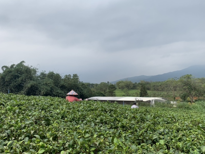 英德红茶英红九号性价比红茶1959英红九号秋茶