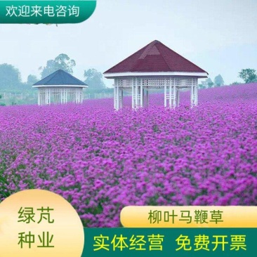 柳叶马鞭草种子多年生宿根花卉景观花海工程耐寒四季播种
