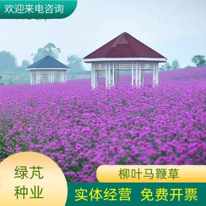 柳叶马鞭草种子多年生宿根花卉景观花海工程耐寒四季播种