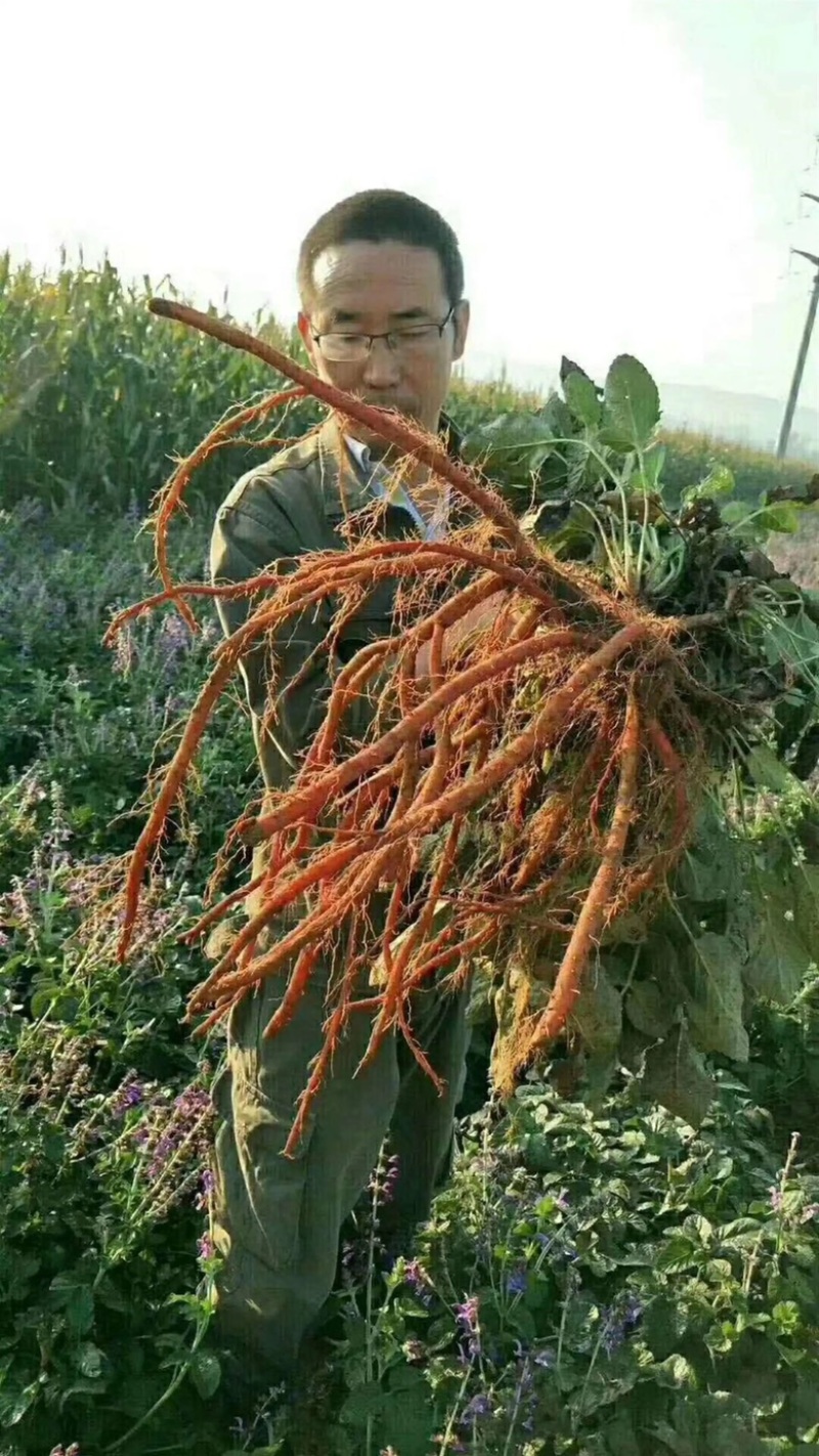 【亳州中药材种苗】丹参苗包技术包回收包存活