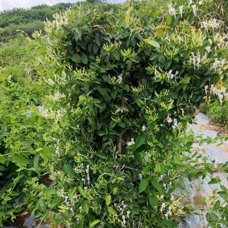 金银花苗批发中