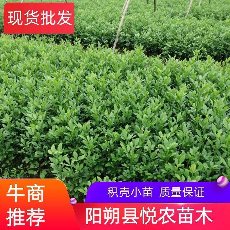 【精选】积壳苗，枳壳苗，积壳小苗，产地保成活后期指导