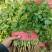 【好货】香菜大叶香菜质量好价格低对接全国批发商商超欢迎来电