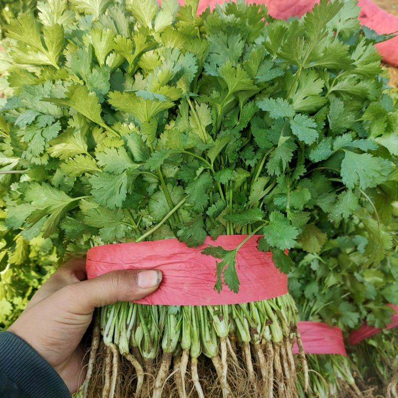 【好货】香菜大叶香菜质量好价格低对接全国批发商商超欢迎来电