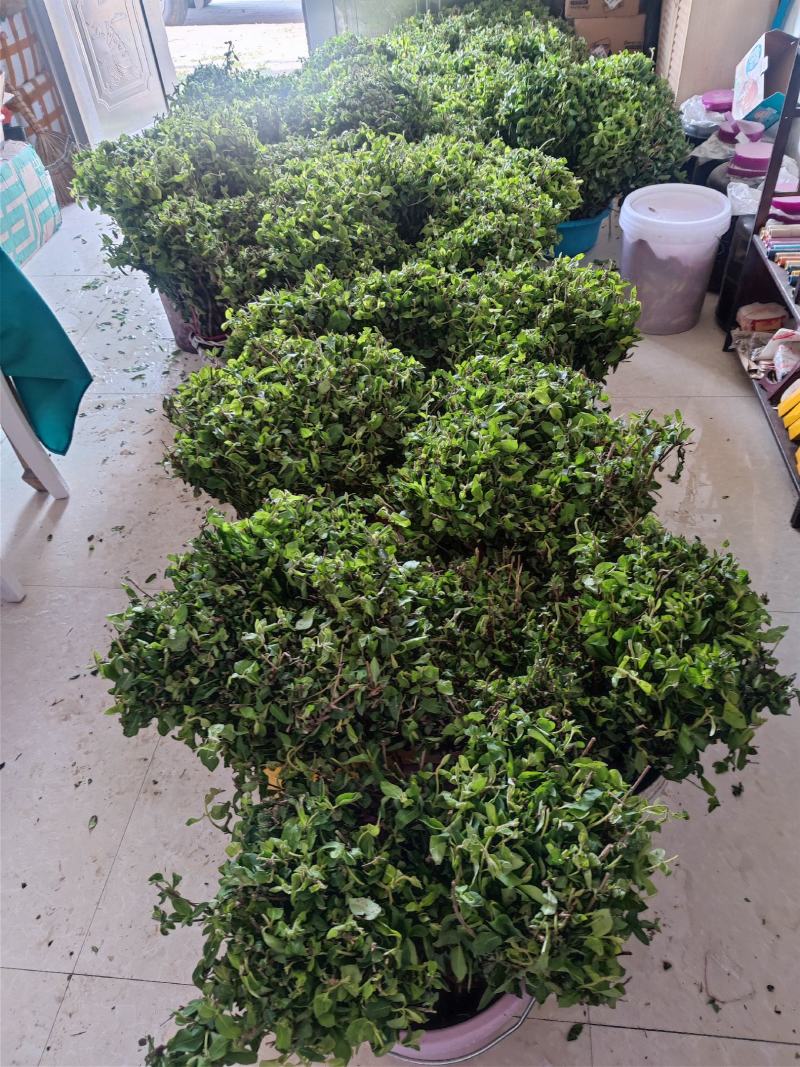 金银花苗批发中