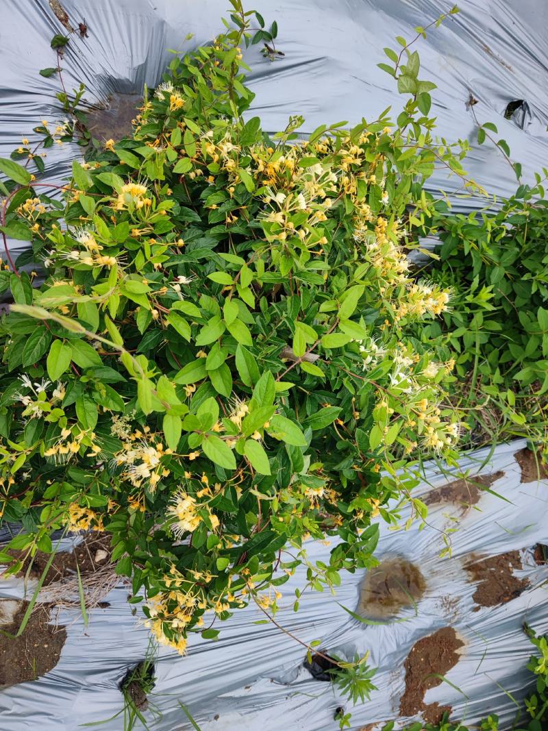 金银花苗批发中
