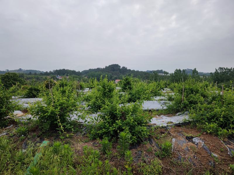 金银花苗批发中