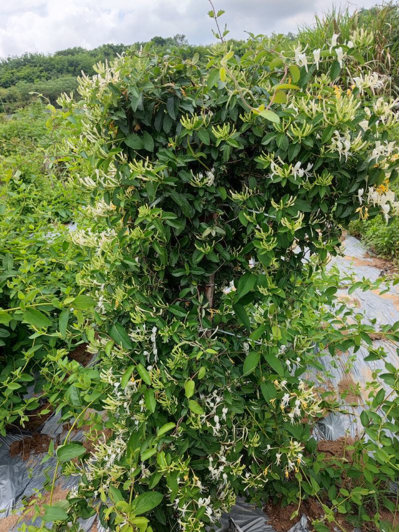 金银花苗批发中