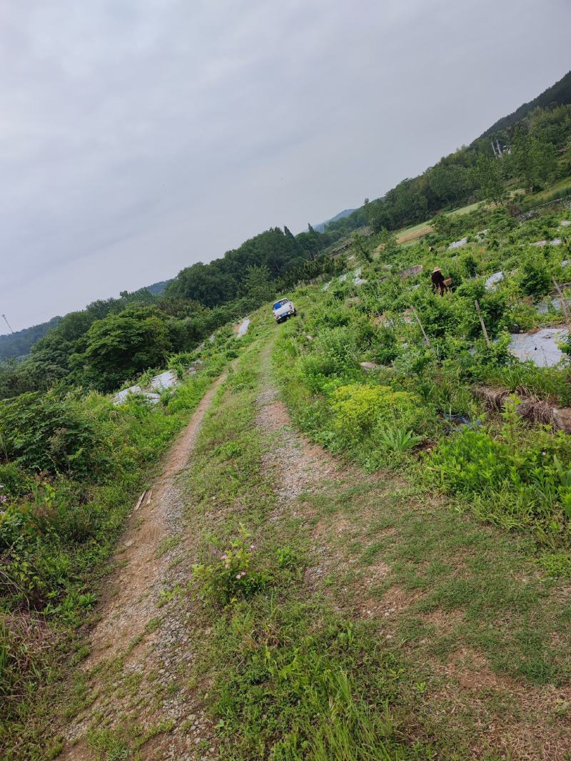 金银花苗批发中
