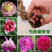 【亳州药材种苗】芍药苗基地直供包技术包回收