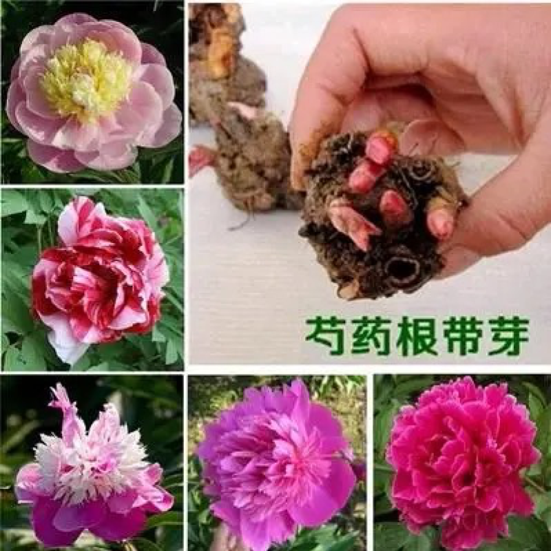【亳州药材种苗】芍药苗基地直供包技术包回收