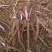 【亳州药材种苗】芍药苗基地直供包技术包回收