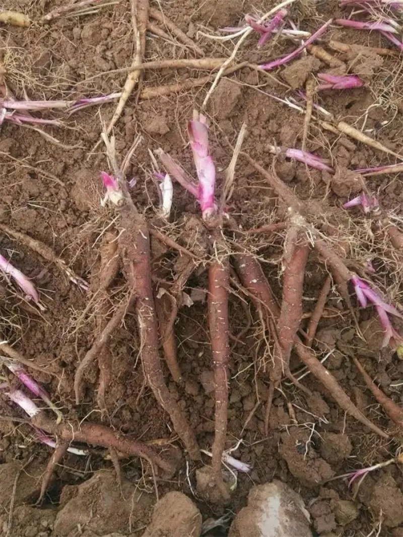 【亳州药材种苗】芍药苗基地直供包技术包回收