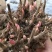 【亳州药材种苗】芍药苗基地直供包技术包回收